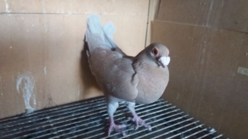 F - PUI CARANCULATI 2017