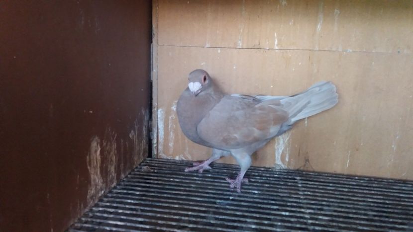  - PUI CARANCULATI 2017