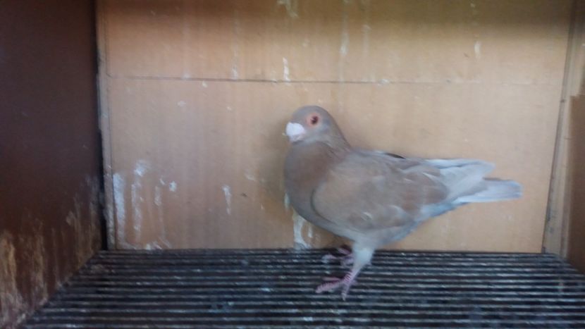  - PUI CARANCULATI 2017