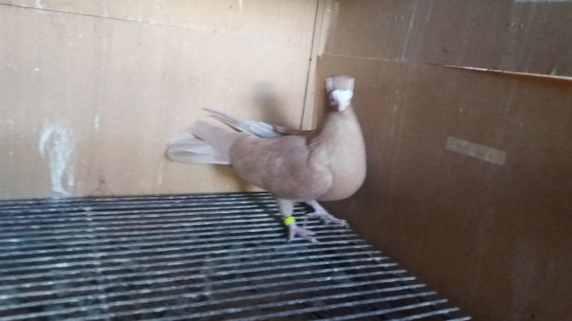  - PUI CARANCULATI 2017