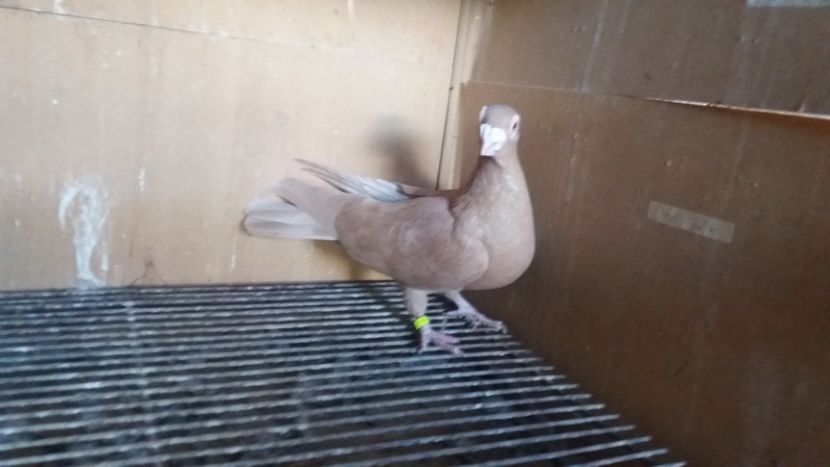  - PUI CARANCULATI 2017