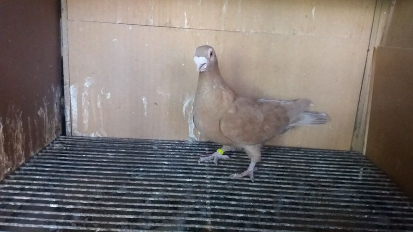  - PUI CARANCULATI 2017