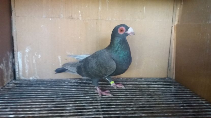 F - PUI CARANCULATI 2017