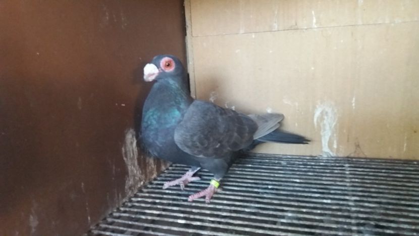  - PUI CARANCULATI 2017