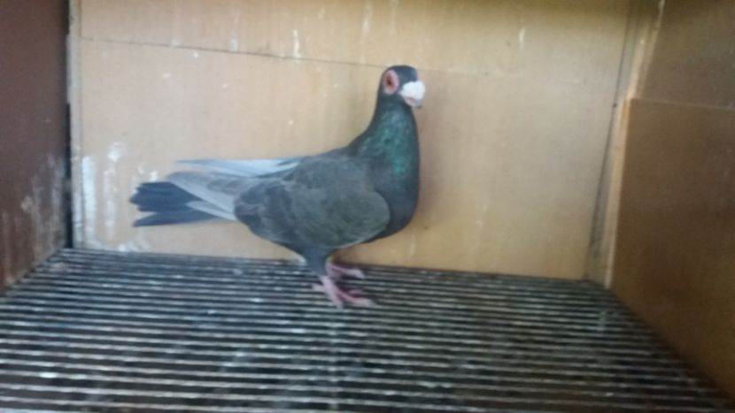  - PUI CARANCULATI 2017