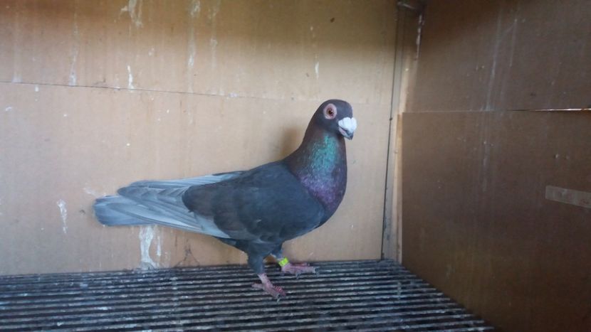 M - PUI CARANCULATI 2017