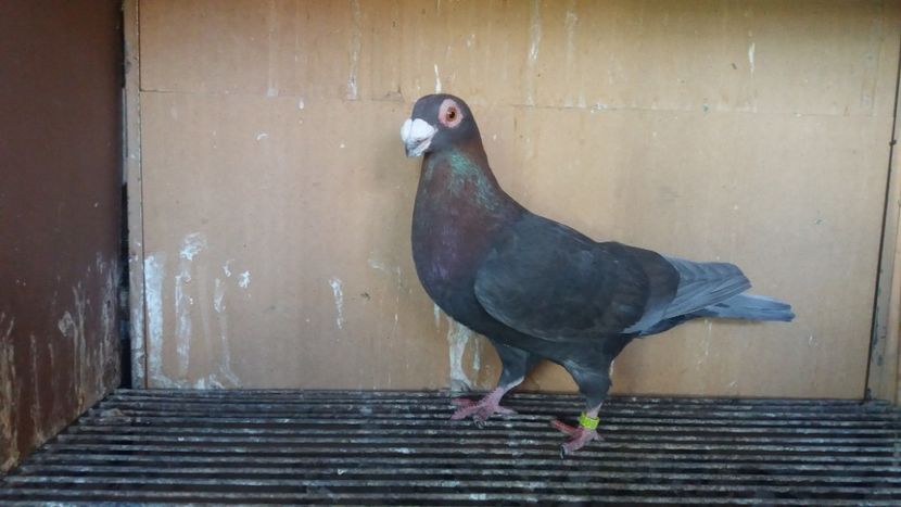  - PUI CARANCULATI 2017