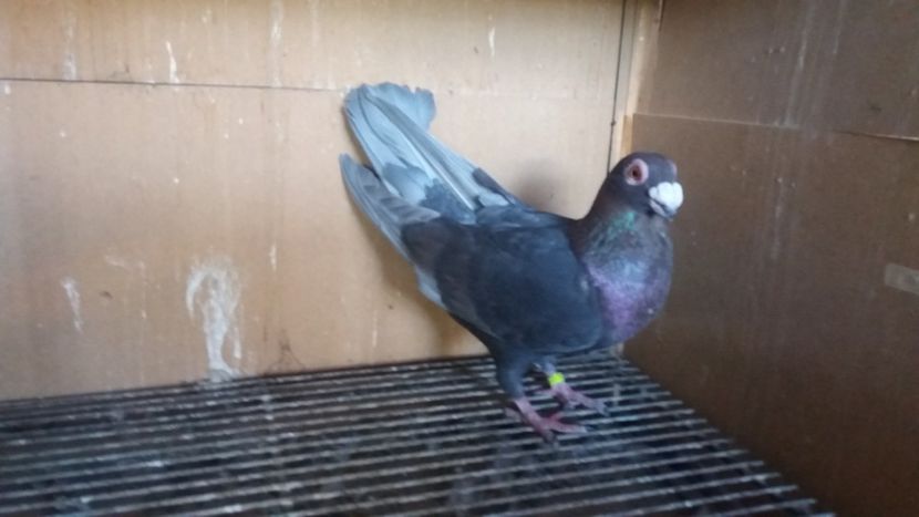  - PUI CARANCULATI 2017