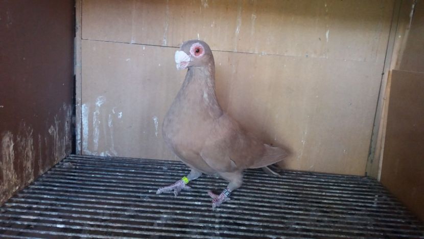 M - PUI CARANCULATI 2017