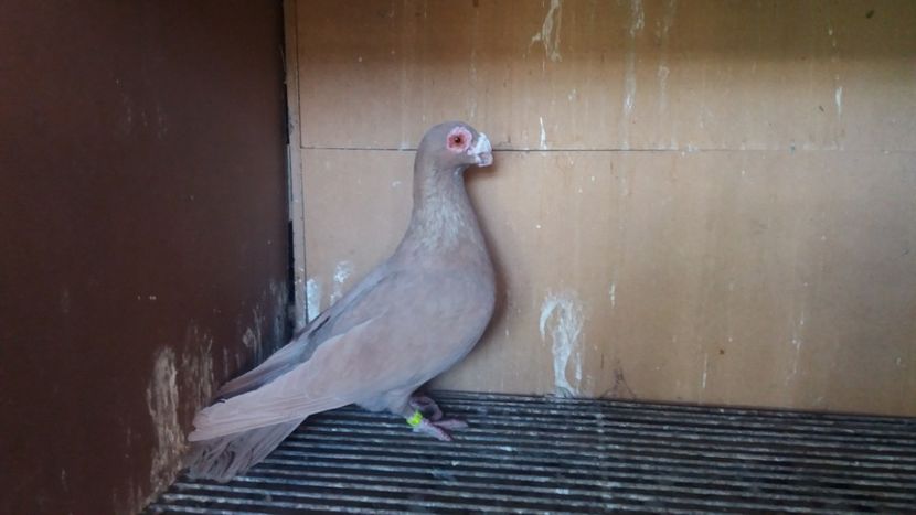  - PUI CARANCULATI 2017