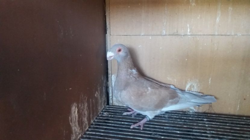  - PUI CARANCULATI 2017