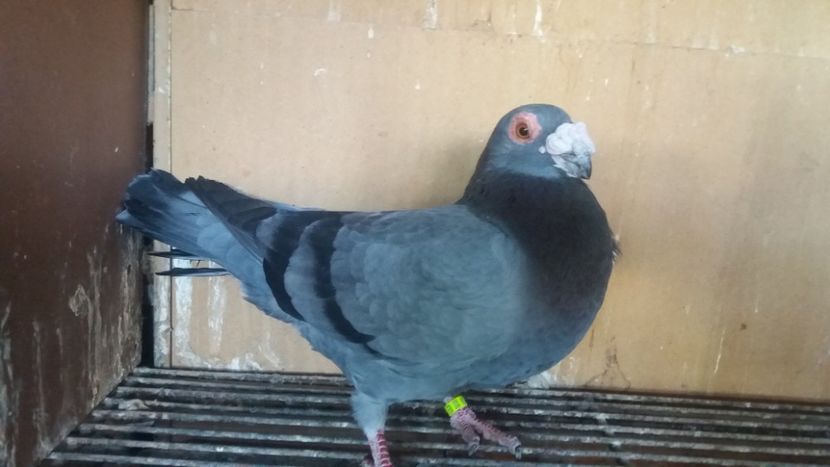 M - PUI CARANCULATI 2017