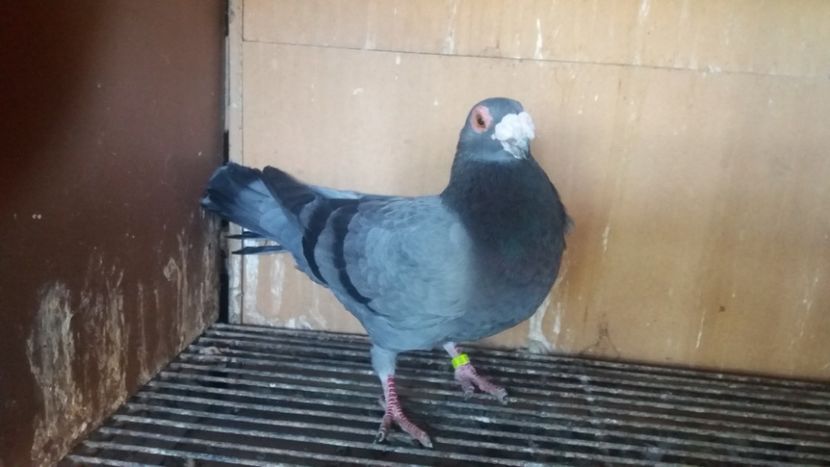  - PUI CARANCULATI 2017