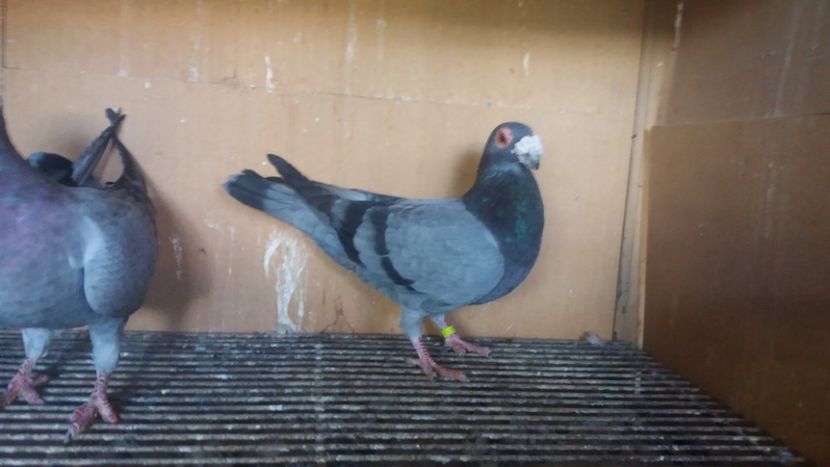  - PUI CARANCULATI 2017