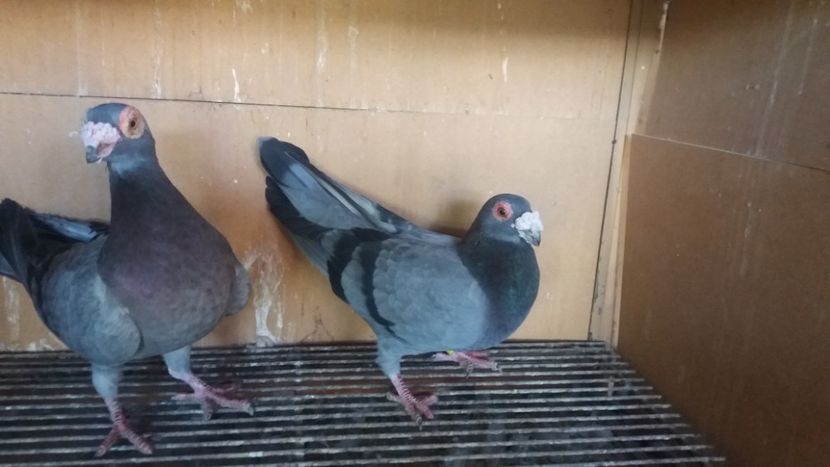  - PUI CARANCULATI 2017