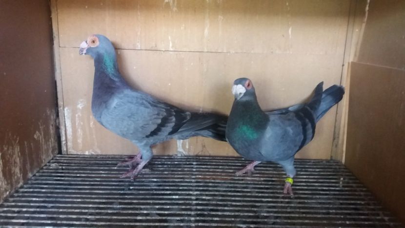  - PUI CARANCULATI 2017