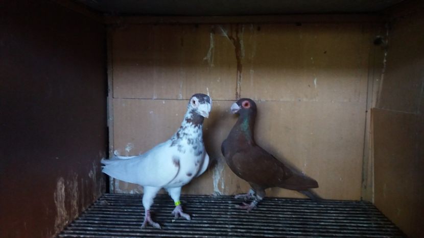  - PUI CARANCULATI 2017