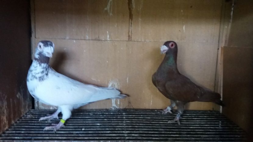  - PUI CARANCULATI 2017