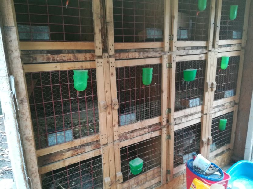  - Custile urecheatilor