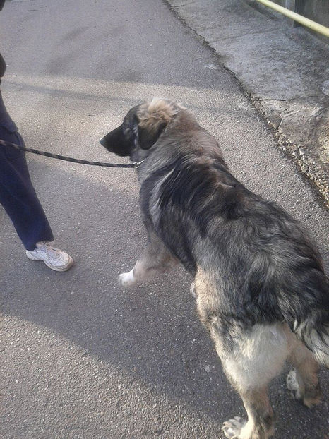 6lunisi2saptamani3 - Novac de pe Somes - Ciobanesc Romanesc Carpatin