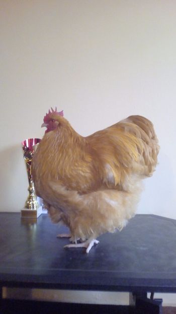  - Campion National Baicoi 2017