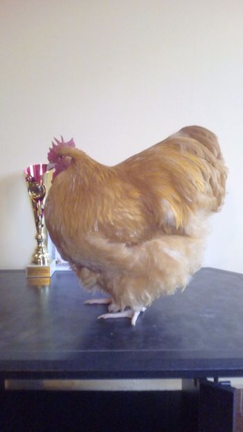  - Campion National Baicoi 2017