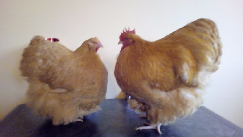  - Campioni Nationali Baicoi 2017