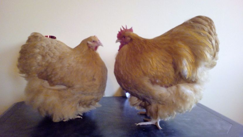  - Campioni Nationali Baicoi 2017