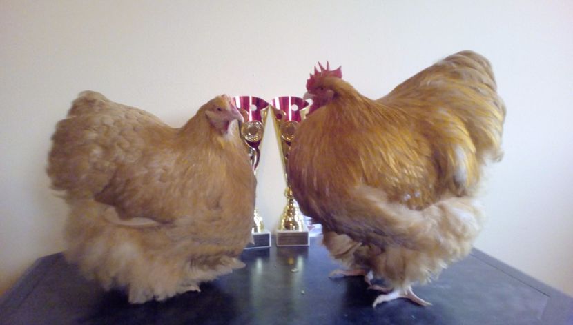  - Campioni Nationali Baicoi 2017