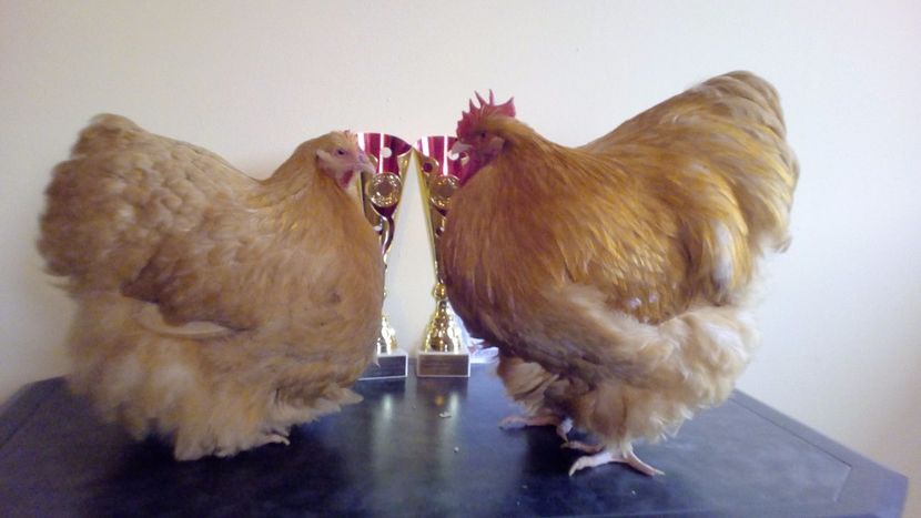  - Campioni Nationali Baicoi 2017