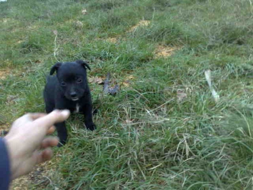  - Caini de sobolani-dihori-paza