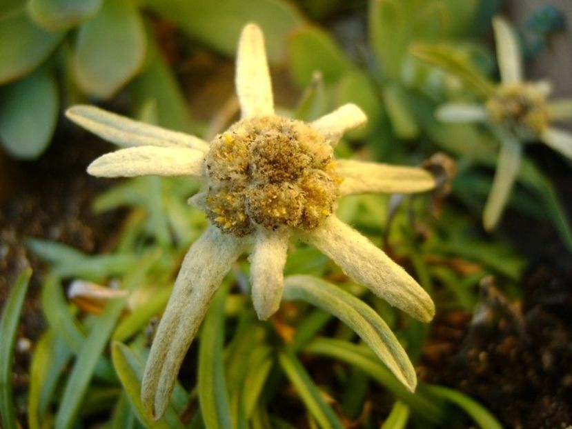 10 dec. 2017: Floare de colt (Leontopodium alpinum) - Flori in plina iarna