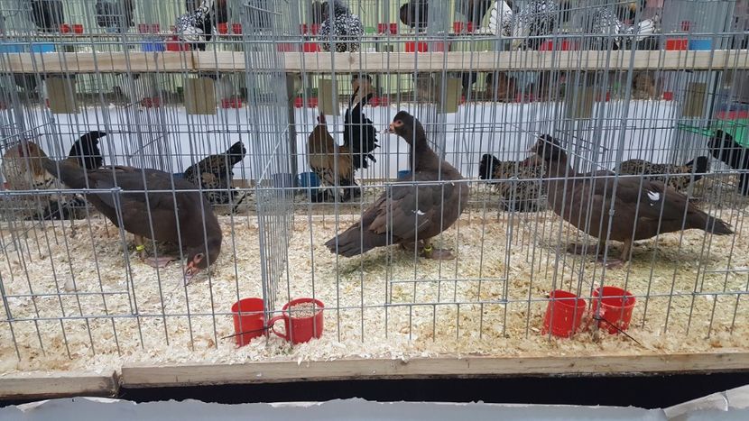 Reproducatoare 2018 - 0001 rate lesesti matca 2018