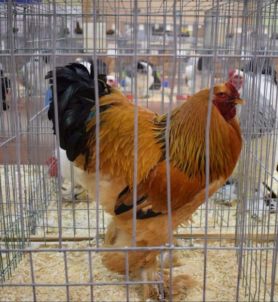  - Rezultatele mele -Expo-nationala Bucuresti 2017