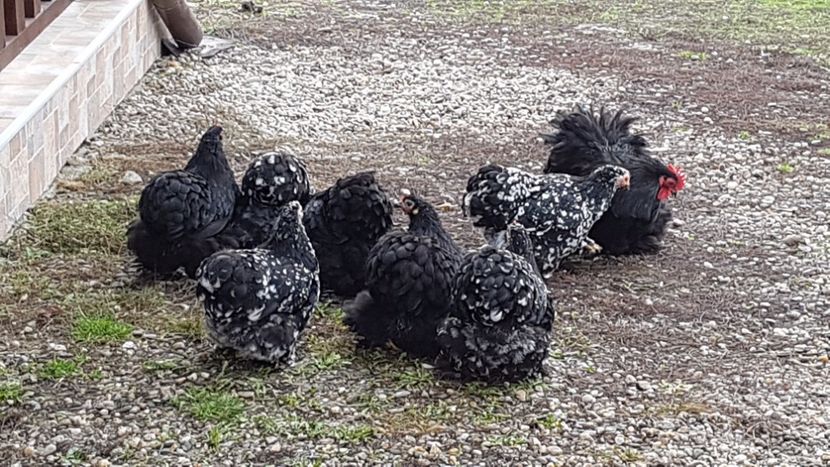  - COCHINCHINA PITIC BOBAT SI NEGRU 2018