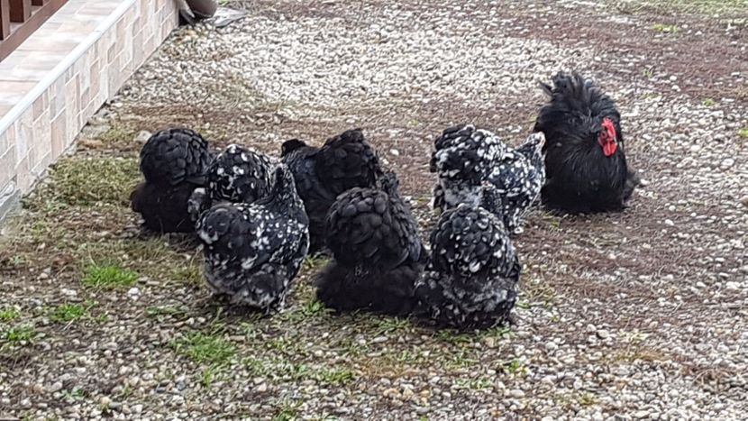  - COCHINCHINA PITIC BOBAT SI NEGRU 2018