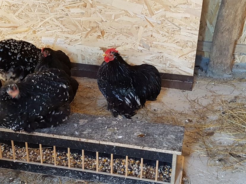  - COCHINCHINA PITIC BOBAT SI NEGRU 2018