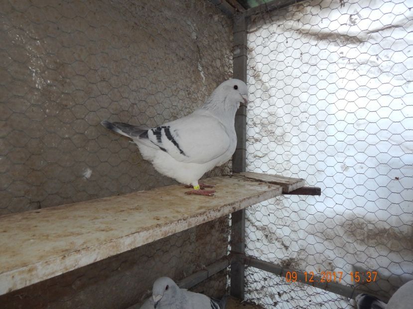 SARA FEMELA 2017 VANDUTA - FEMELE PENTRU 2020