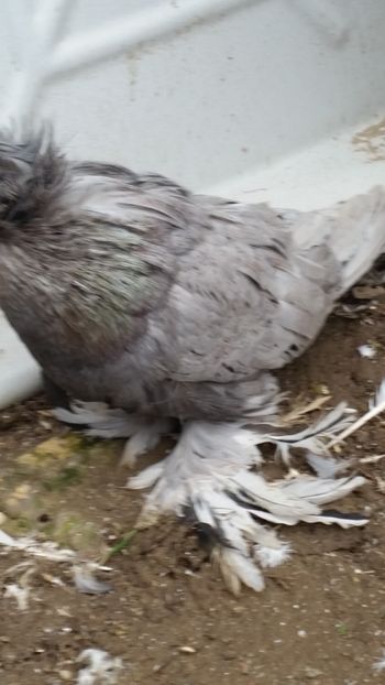  - buharaa si germani vanduti arhiva
