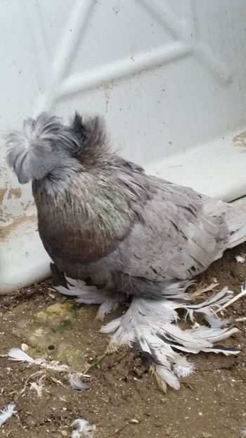  - buharaa si germani vanduti arhiva