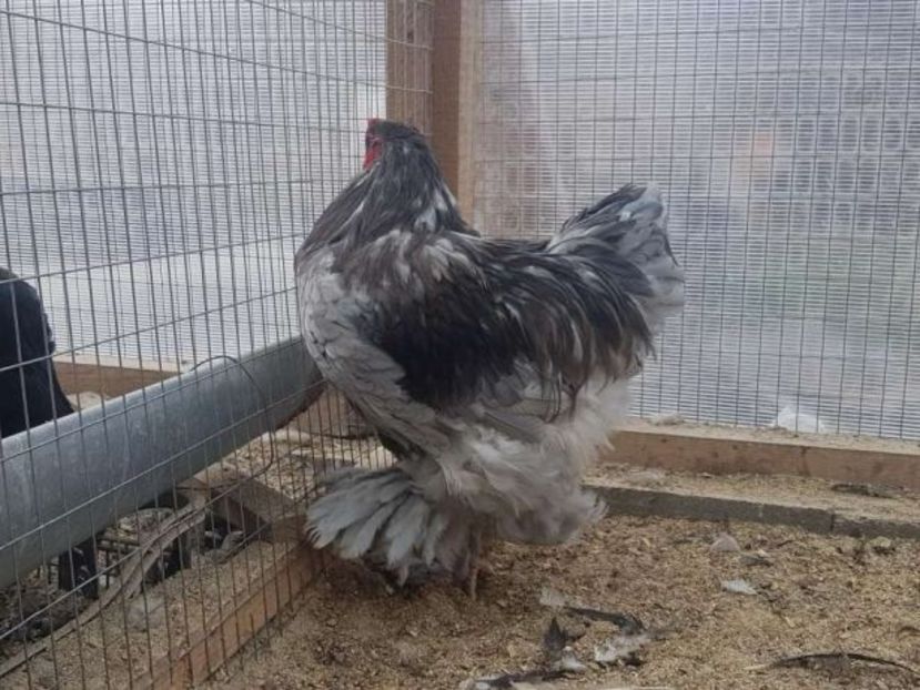  - BRAHMA ALBASTRU 2017