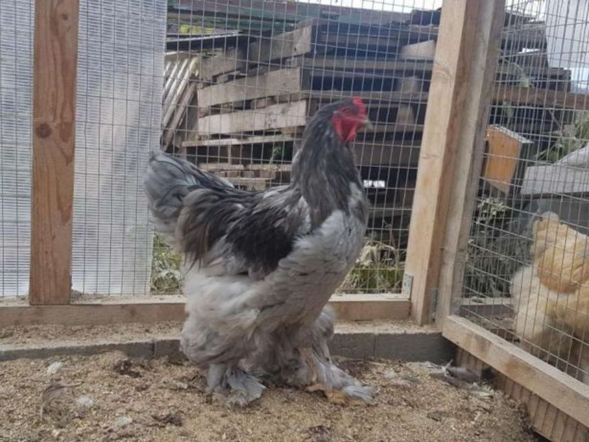  - BRAHMA ALBASTRU 2017