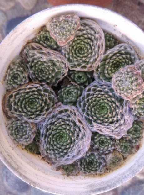  - Cactusi si suculente 2017