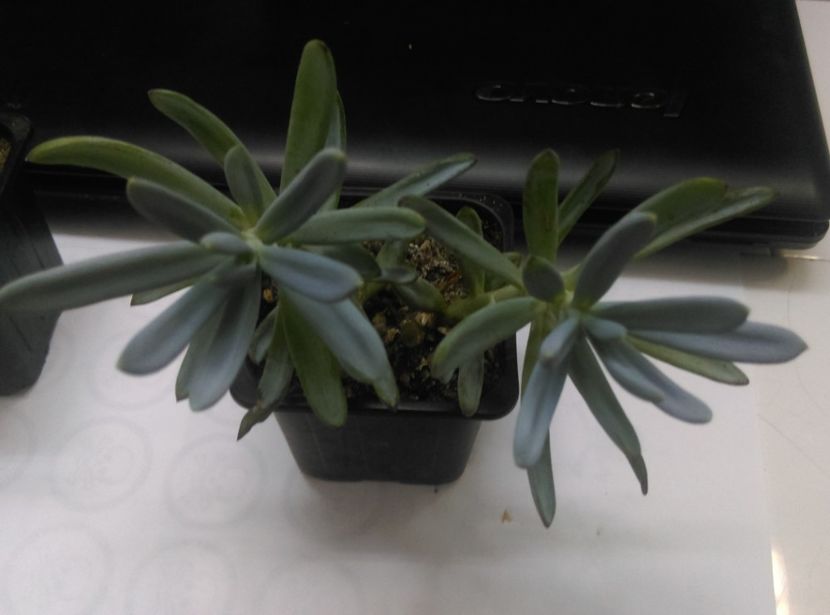  - Cactusi si suculente 2017