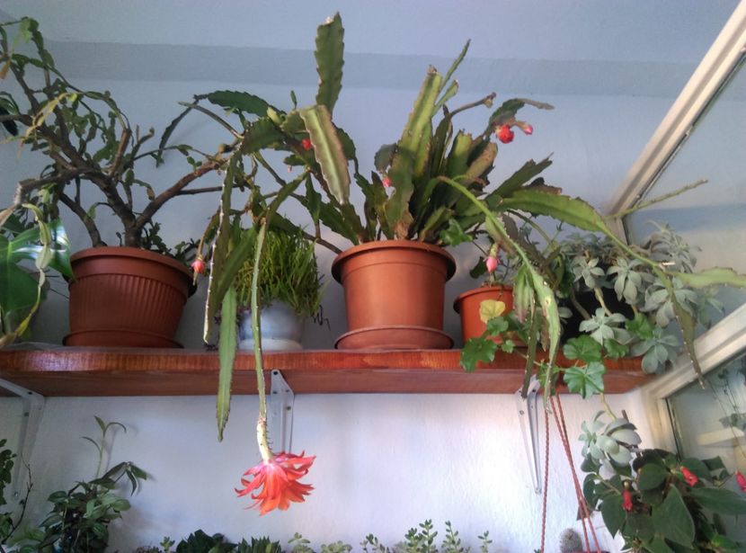  - Cactusi si suculente 2017