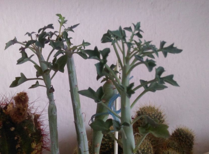  - Cactusi si suculente 2017