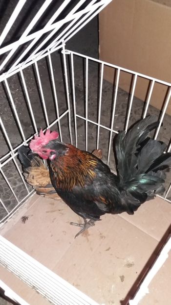 vandut - De vanzare gainuse mi de flori