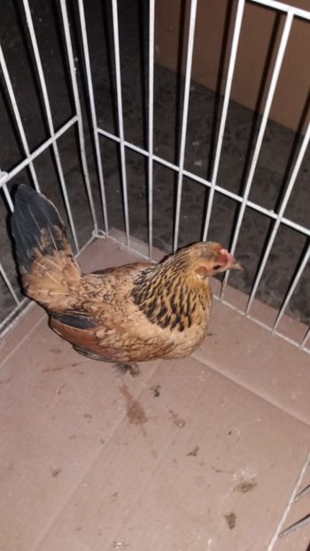 vanduta - De vanzare gainuse mi de flori