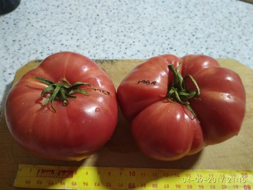 MAGIE ROZ (42) - MAGIE ROZ