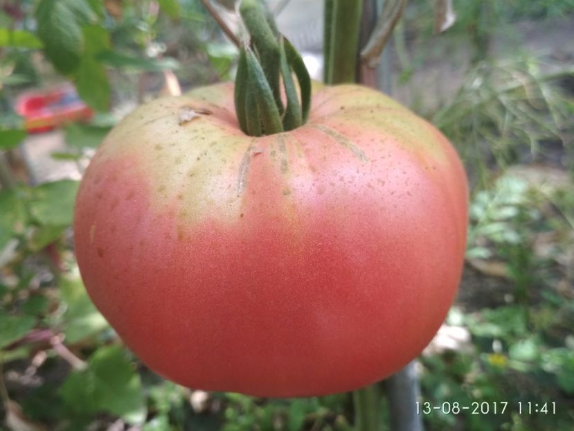 MAGIE ROZ (44) - MAGIE ROZ